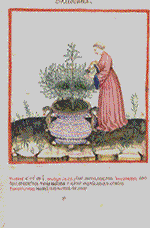 Marjoram