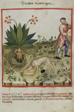 Mandrake